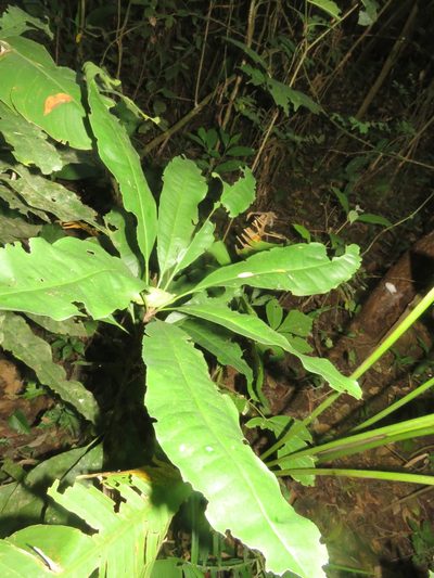 Clavija lancifolia, photographed by Vincent A. Vos