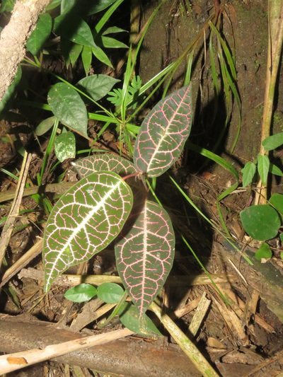 Prestonia quinquangularis, photographed by Vincent A. Vos
