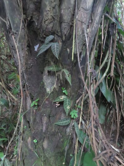 Prestonia quinquangularis, photographed by Vincent A. Vos
