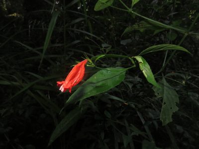 Ruellia brevifolia, photographed by Vincent A. Vos