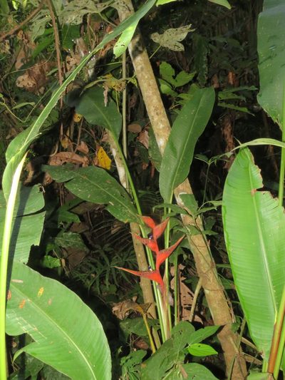 Heliconia stricta, photographed by Vincent A. Vos