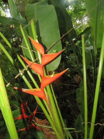 Heliconia stricta, photographed by Vincent A. Vos