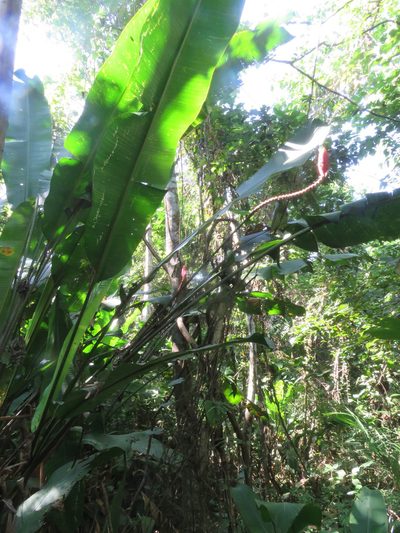 Heliconia episcopalis, photographed by Vincent A. Vos
