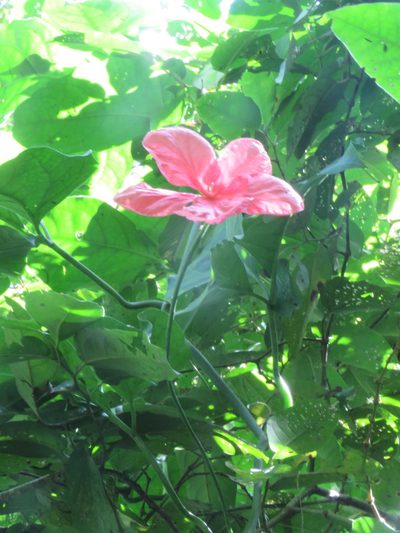 Psiguria ternata, photographed by Vincent A. Vos