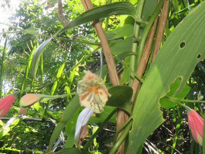 Bomarea edulis, photographed by Vincent A. Vos