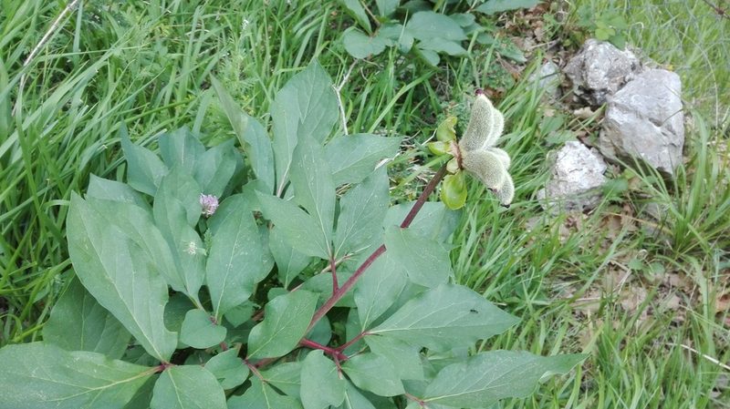 Paeonia mascula, photographed by Ruben Ciantia