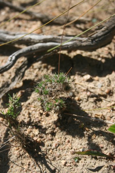 Pharnaceum incanum, photographed by Jacques van der Merwe