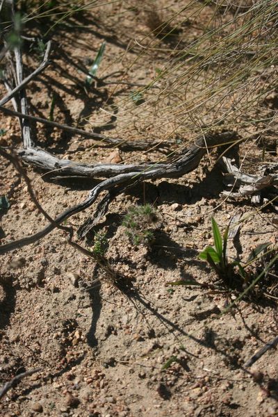 Pharnaceum incanum, photographed by Jacques van der Merwe