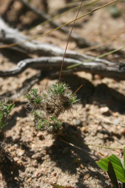Pharnaceum incanum, photographed by Jacques van der Merwe