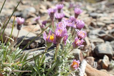 Erigeron pygmaeus, photographed by Martin Purdy