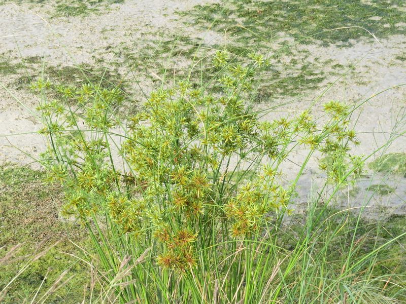 Cyperus oxylepis, photographed by johnyochum