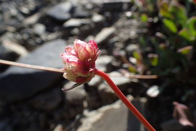 Eriogonum latens, photographed by Martin Purdy