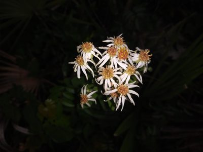 Oclemena reticulata, photographed by Daniel Estabrooks