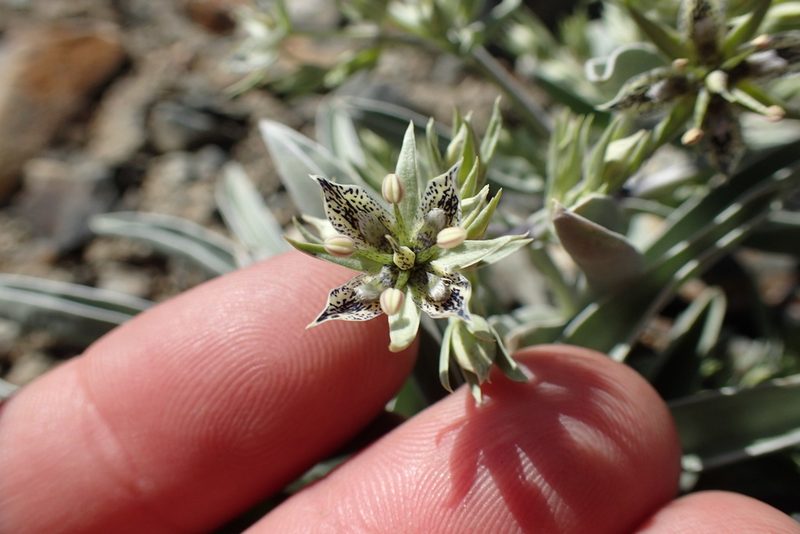 Frasera puberulenta, photographed by Martin Purdy
