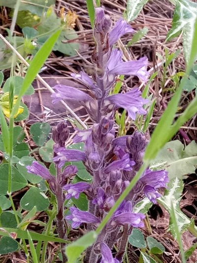 Orobanche mutelii, photographed by Karim Haddad