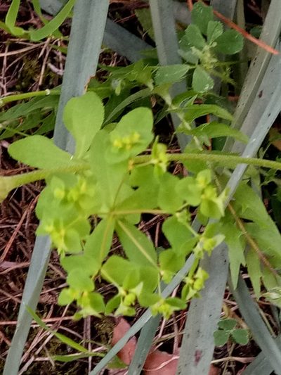 Euphorbia pterococca, photographed by Karim Haddad
