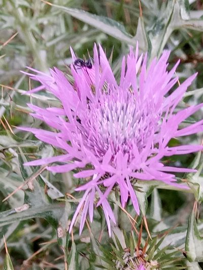 Galactites mutabilis, photographed by Karim Haddad