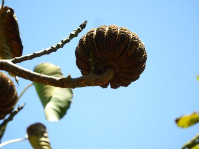 Hura polyandra, photographed by Francisco Farriols Sarabia
