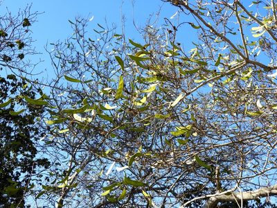 Cenostigma eriostachys, photographed by Francisco Farriols Sarabia