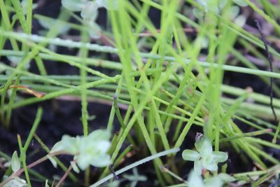 Eleocharis macrostachya, photographed by Millie Basden