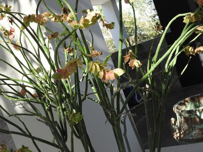 Euphorbia bracteata, photographed by Francisco Farriols Sarabia