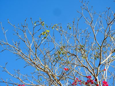 Handroanthus chrysanthus, photographed by Francisco Farriols Sarabia