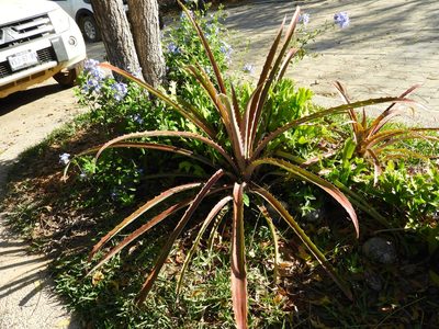 Bromelia karatas, photographed by Francisco Farriols Sarabia
