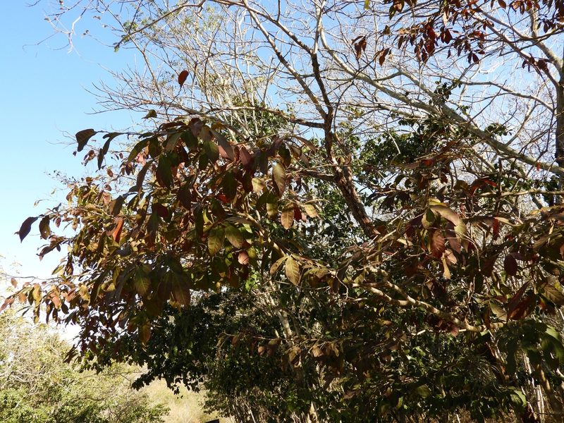 Casearia corymbosa, photographed by Francisco Farriols Sarabia