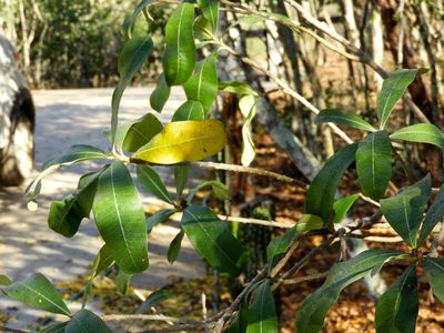 Cascabela ovata, photographed by Francisco Farriols Sarabia
