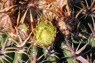 Ferocactus viridescens, photographed by Millie Basden