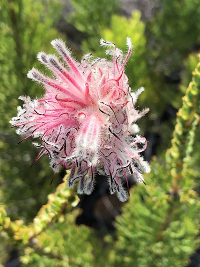 Paranomus longicaulis, photographed by Dave U