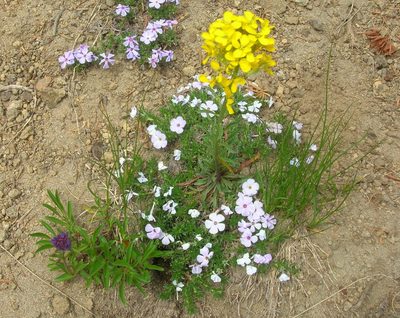Erysimum arenicola, photographed by John Brew