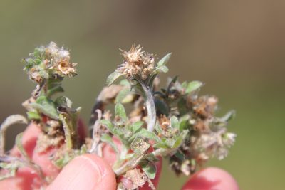 Gamochaeta stagnalis, photographed by Millie Basden