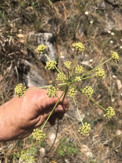 Cymopterus longiradiatus, photographed by Bob Nieman