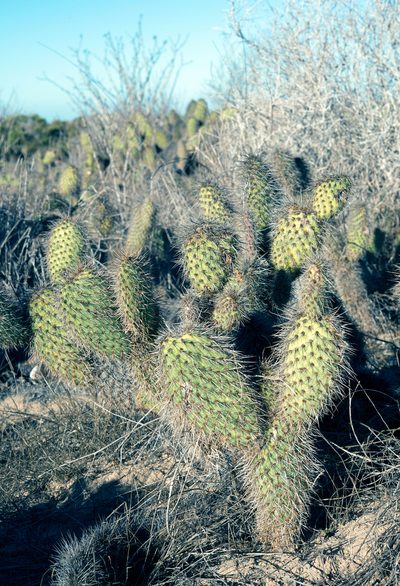 Opuntia pycnantha, photographed by Alan Rockefeller