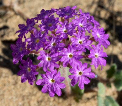 Abronia gracilis, photographed by Alan Rockefeller