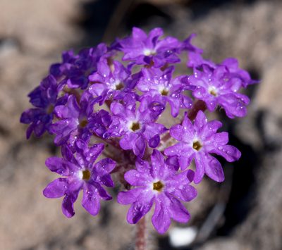 Abronia gracilis, photographed by Alan Rockefeller