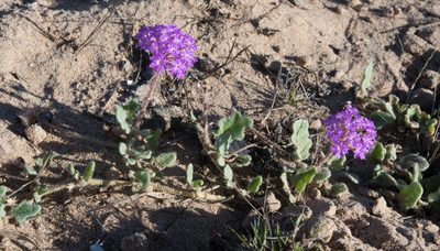 Abronia gracilis, photographed by Alan Rockefeller