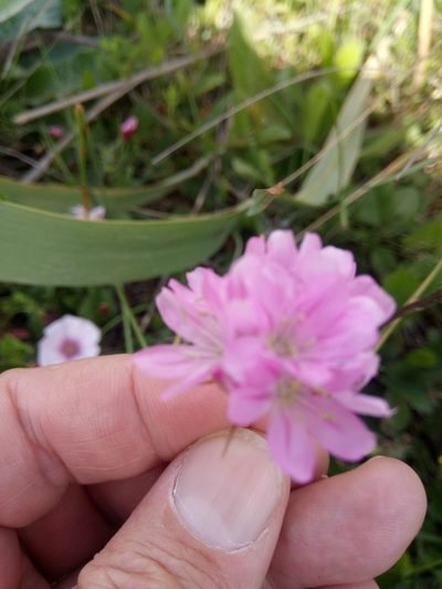 Armeria choulettiana, photographed by Karim Haddad