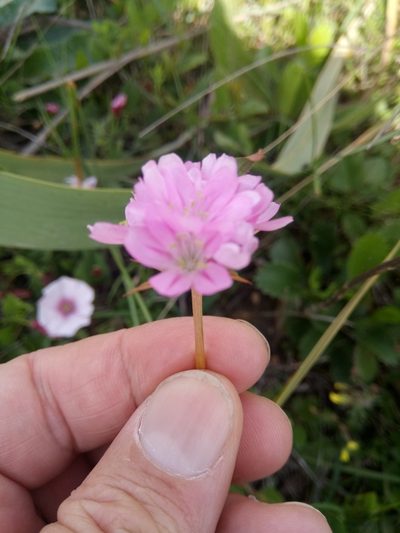 Armeria choulettiana, photographed by Karim Haddad