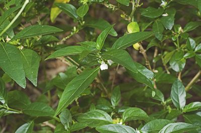 Justicia hygrophiloides, photographed by Tony Eales