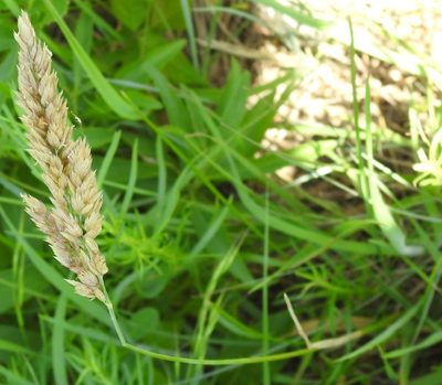 Poa arachnifera, photographed by saltyhiker