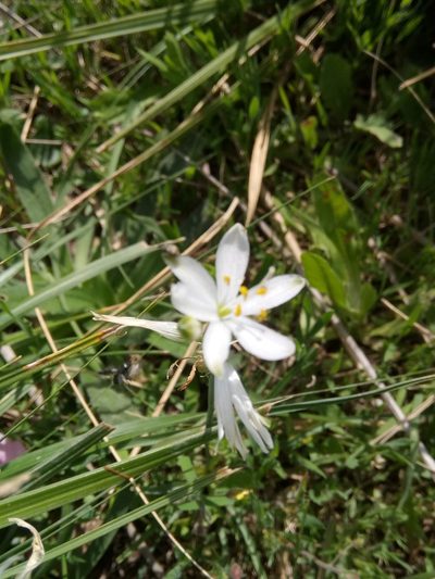 Anthericum baeticum, photographed by Karim Haddad