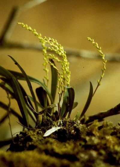 Bulbophyllum baronii, photographed by desertnaturalist