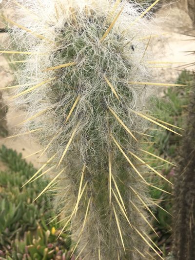 Oreocereus fossulatus, photographed by mandimarom