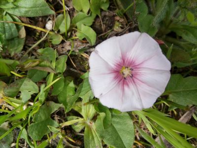 Convolvulus durandoi, photographed by Karim Haddad