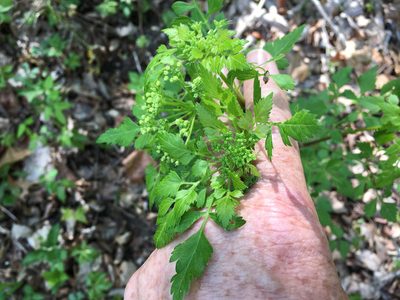 Thaspium chapmanii, photographed by Alan Weakley