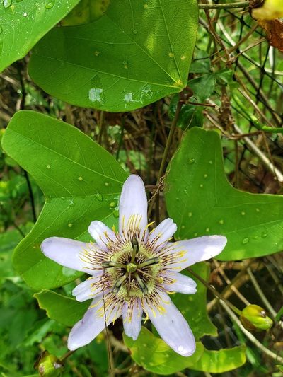 Passiflora bicornis, photographed by Denise Dalbosco Dell'Aglio