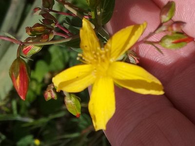 Hypericum australe, photographed by Karim Haddad