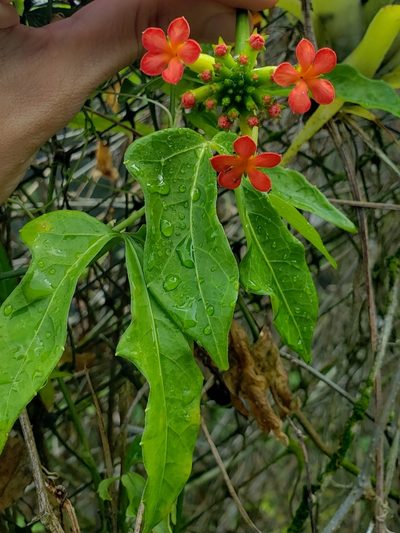 Psiguria warscewiczii, photographed by Denise Dalbosco Dell'Aglio